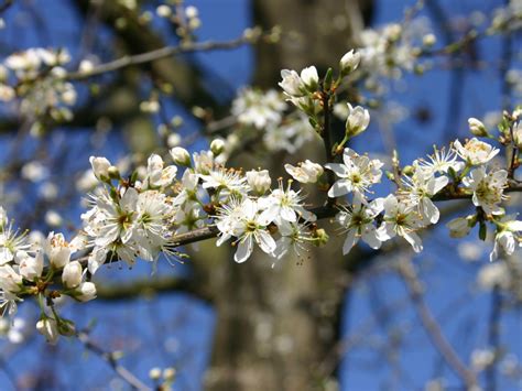 Prunus Spinosa - Schlehe, Schwarzdorn